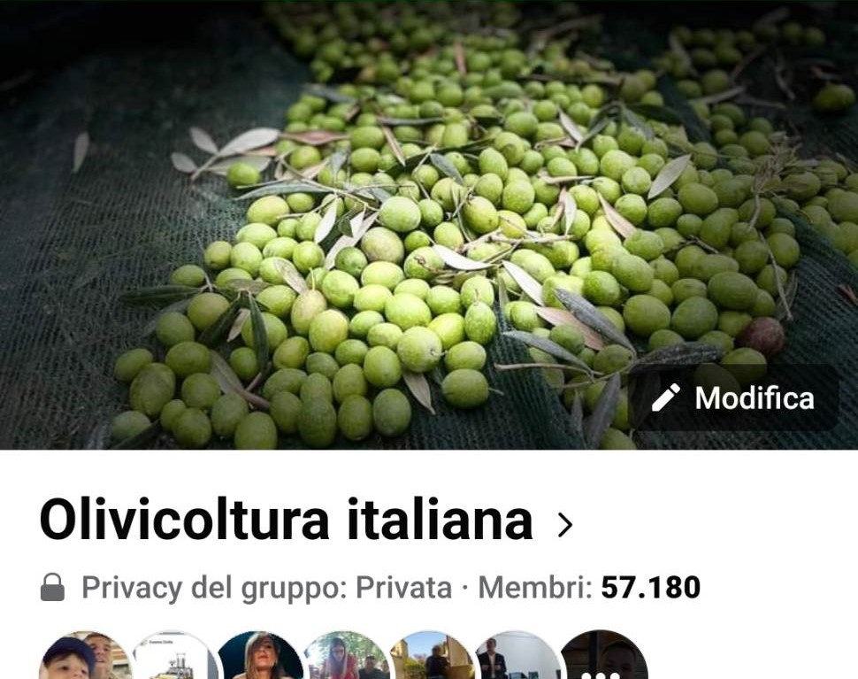 Olivicoltura Italiana quando è un gruppo social a fare notizia l