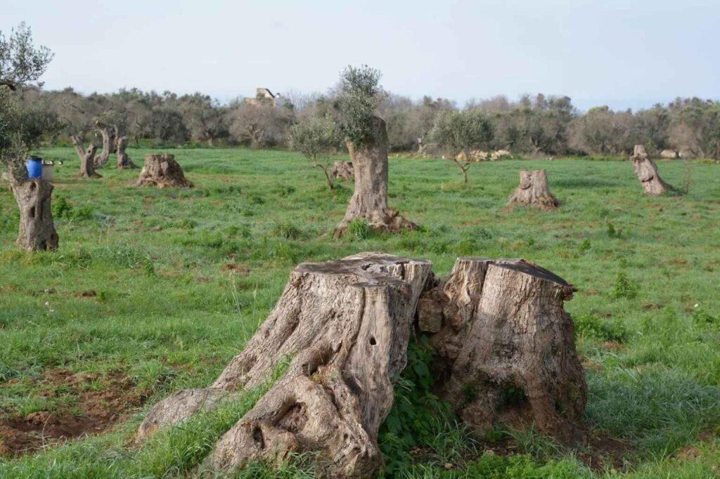 Tragische Folgen, wenn Xylella weiter voranschreitet  l'OlivoNews