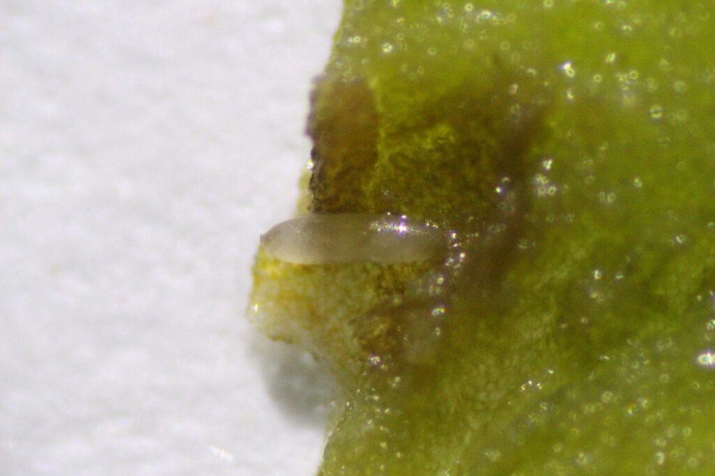 Wooting 60he Moscas Secas BWO PRO 100 Para Pesca Con Mosca - Pack De 25 O 100 Unidades, Ganchos De Calidad Ganchos Mosca Seca Bwo Pro 100 - Foto 10