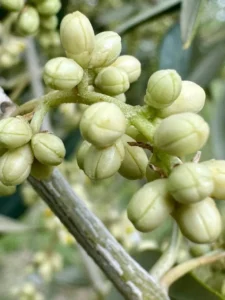 Olivicoltura, oliveto