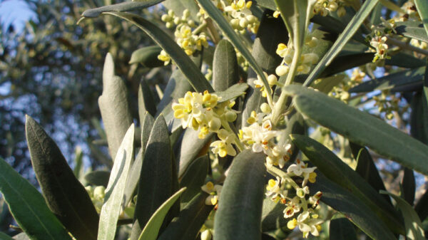 fioritura olivo