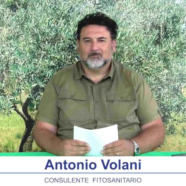 bollettino-olivicolo