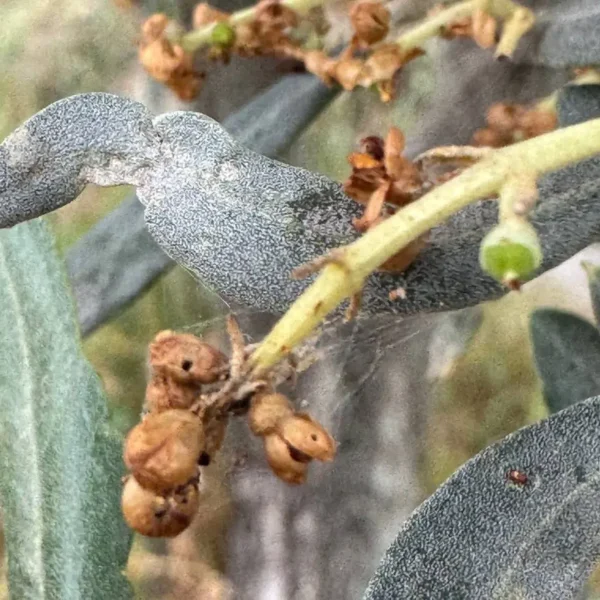 infestazione-tignola-olivo