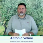 bollettino olivicolo