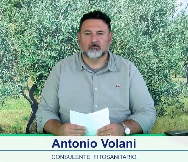 bollettino olivicolo