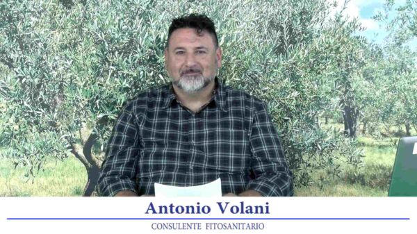 bollettino-olivicolo