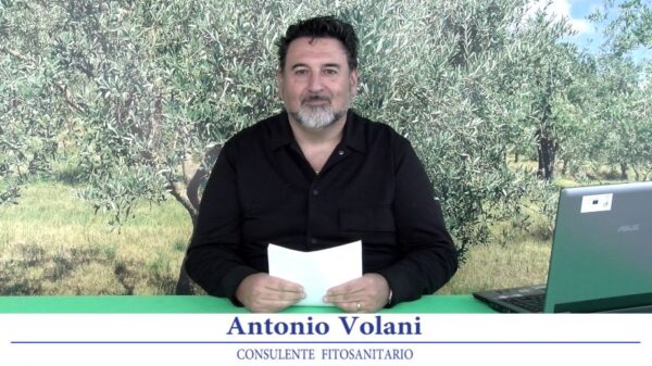 bollettino-olivicolo