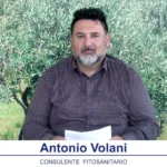 bollettino-olivicolo