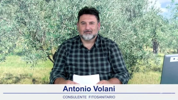 bollettino-olivicolo