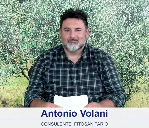 bollettino-olivicolo