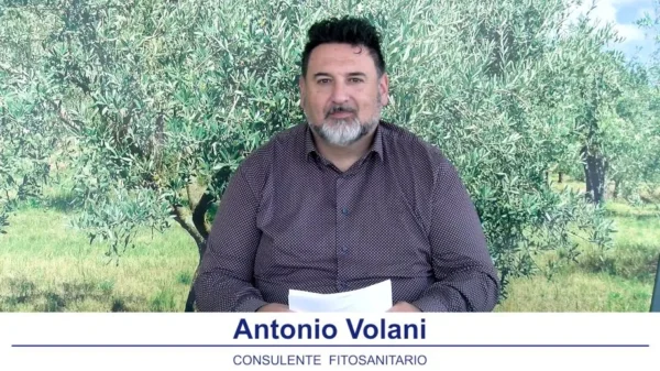 bollettino-olivicolo