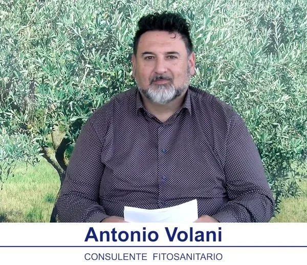 bollettino-olivicolo