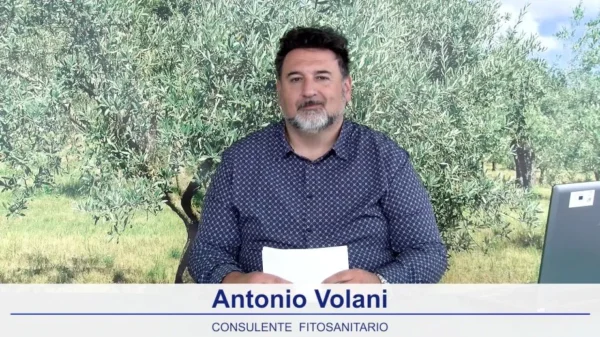 bollettino-olivicolo