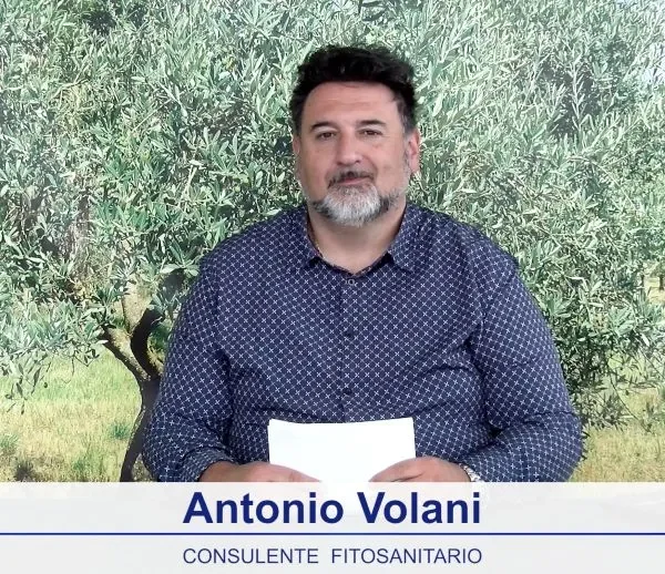 bollettino-olivicolo