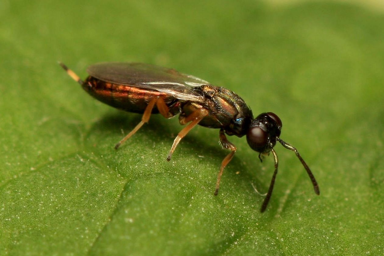 Tignola Rigata L'aiuto delle vespe parassitoidi contro la tignola dell'olivo (e non ...