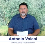 bollettino olivicolo