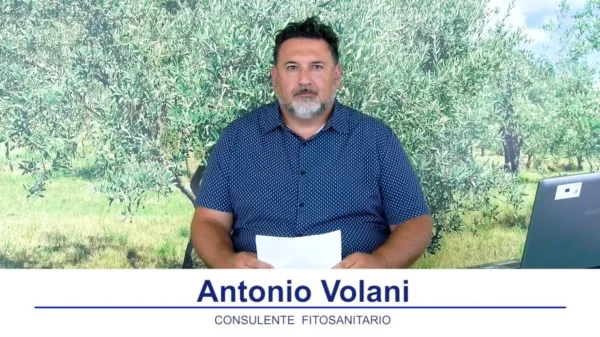 bollettino olivicolo
