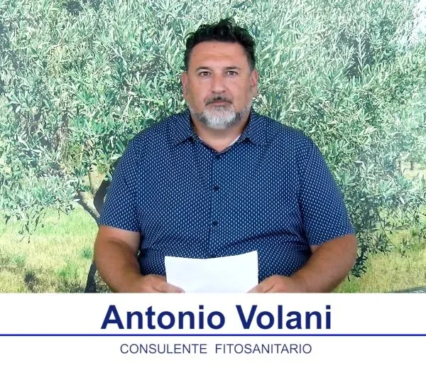 bollettino olivicolo