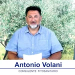 bollettino-olivicolo