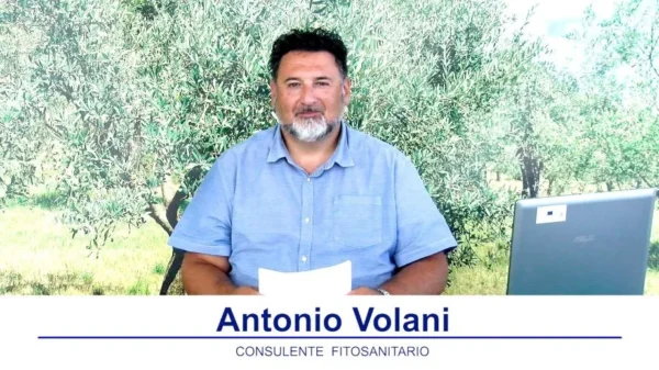 bollettino-olivicolo