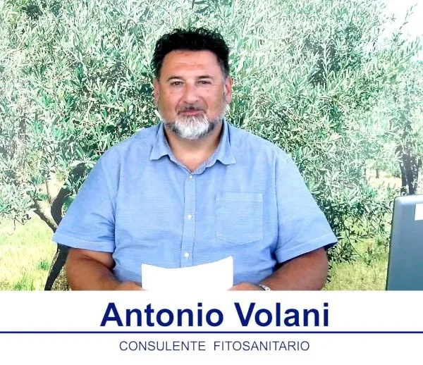 bollettino-olivicolo
